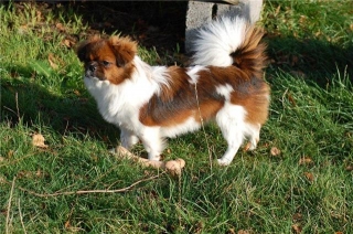 Tibetansk spaniel 320  320x240 ley la