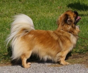 Tibetansk spaniel 539  320x240 akelastaar