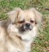 Tibetansk spaniel thumbs 02 04 2010 dia 018