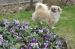 Tibetansk spaniel thumbs 06 04 2010 dia 3