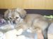 Tibetansk spaniel thumbs gaya 3