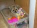 Tibetansk spaniel thumbs gaya 5