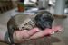 Tibetansk spaniel thumbs hvalp21