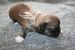 Tibetansk spaniel thumbs hvalp210