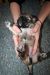 Tibetansk spaniel thumbs hvalp214