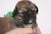Tibetansk spaniel thumbs hvalp216