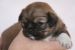 Tibetansk spaniel thumbs hvalp217