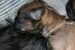 Tibetansk spaniel thumbs hvalp22