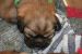 Tibetansk spaniel thumbs hvalp220