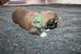 Tibetansk spaniel thumbs hvalp227