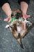 Tibetansk spaniel thumbs hvalp230