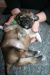 Tibetansk spaniel thumbs hvalp233