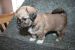 Tibetansk spaniel thumbs hvalp237