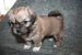 Tibetansk spaniel thumbs hvalp238