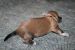 Tibetansk spaniel thumbs hvalp24