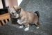 Tibetansk spaniel thumbs hvalp240