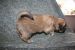 Tibetansk spaniel thumbs hvalp241