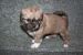 Tibetansk spaniel thumbs hvalp244