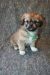 Tibetansk spaniel thumbs hvalp245