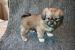Tibetansk spaniel thumbs hvalp246
