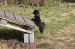 Tibetansk spaniel thumbs 04 04 2010 ghana og rampen