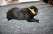 Tibetansk spaniel thumbs hvalp631