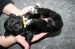 Tibetansk spaniel thumbs hvalp635