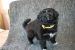 Tibetansk spaniel thumbs hvalp650