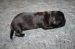 Tibetansk spaniel thumbs hvalp68