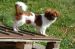 Tibetansk spaniel thumbs 15 09 2009ley laogarthur019