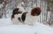 Tibetansk spaniel thumbs 17 12 2009 hunde i sne 106