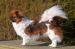 Tibetansk spaniel thumbs 20 04 2010 aftenstemning 005