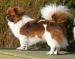Tibetansk spaniel thumbs 20 04 2010 aftenstemning 077