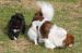 Tibetansk spaniel thumbs 31 03 2010 i haven 024