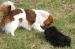 Tibetansk spaniel thumbs 31 03 2010 i haven 028