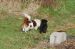 Tibetansk spaniel thumbs 31 03 2010 i haven 033