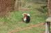 Tibetansk spaniel thumbs 31 03 2010 i haven 034