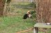 Tibetansk spaniel thumbs 31 03 2010 i haven 035