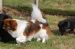 Tibetansk spaniel thumbs 31 03 2010 i haven 041
