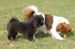 Tibetansk spaniel thumbs 31 03 2010 i haven 047