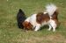 Tibetansk spaniel thumbs 31 03 2010 i haven 049