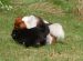Tibetansk spaniel thumbs 31 03 2010 i haven 051