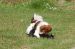 Tibetansk spaniel thumbs 31 03 2010 i haven 052