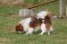 Tibetansk spaniel thumbs 31 03 2010 i haven 084
