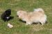 Tibetansk spaniel thumbs 07 04 2010 gnaveri 016