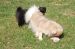 Tibetansk spaniel thumbs 07 04 2010 gnaveri 018