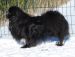 Tibetansk spaniel thumbs oliver after prins big