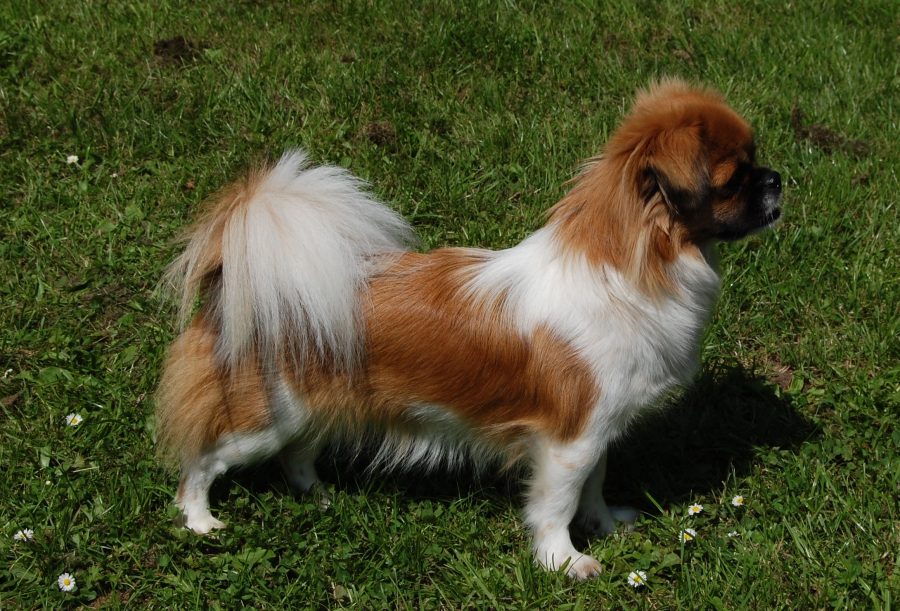 DK12435/2016 Askim`s Ol-Va Queenie = Daisy