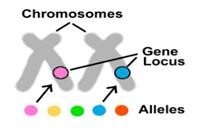 chromosomes