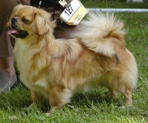 Tibetansk Spaniel - CAMU-LI'S ORANGE-BLOSSOM